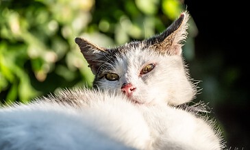 Beautiful outdoor shot of a relaxed calico cat lying in the sunlight, showcasing its serene expression and detailed fur pattern against a blurred green leafy background.