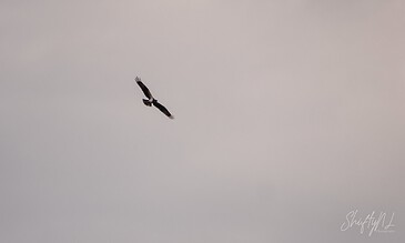 A majestic bird soaring high in a cloudy sky, showcasing the beauty of nature and wildlife photography.