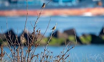 Birds perched on leafless branches near a body of water with boats blurred in the background. Progress of the 200 birds challenge