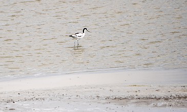 A lone black and white oystercatcher bird standing in shallow water near a sandy shoreline, capturing a serene moment in nature.