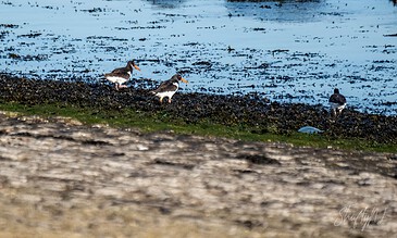 - A group of oystercatchers walking along a rocky shoreline near the water, showcasing their striking black and white feathers and bright orange beaks.