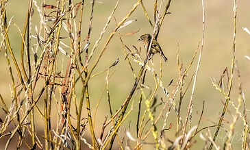 Small yellowish-brown bird perched on dry, wispy grass stems in a natural setting, captured in detailed wildlife photography, emphasizing vibrant wildlife moments.