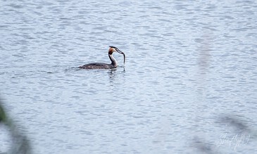 Elegant heron capturing a fish in a tranquil body of water, showcasing nature photography skills with a focus on wildlife moments.