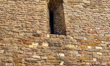 Colorful brick wall featuring a pigeon sitting below a narrow, arched window, emphasizing historic building details and textured stone surface, with a contrast between the weathered bricks and the bird. A pigeon perched on an ancient brick wall with a narrow, arched window, showcasing historic architecture with textured, weathered stones and a dark interior behind the window.