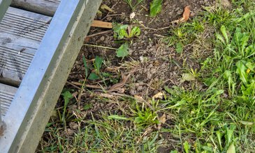 A small lizard blending into the natural outdoor environment, captured near a garden or park pathway. Lizard on soil next to a wooden pathway with green grass and weeds.