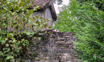 Playful cat resting on a mossy brick wall amidst vibrant leaves and trees, creating a serene and enchanting outdoor moment. A curious cat peeking over an old brick wall surrounded by lush green foliage and trees, capturing a peaceful and natural outdoor scene.