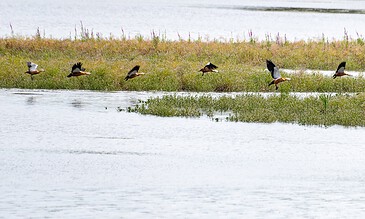 Beautiful scene of birds in flight across a peaceful wetland, highlighting nature photography and wildlife moments for outdoor enthusiasts. Migrating birds flying over a serene wetland with lush green vegetation and water surfaces, capturing nature's beauty and wildlife in motion.