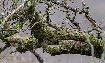 A tiny bird sitting on a mossy, gnarled tree branch surrounded by moss and lichen with a soft blurred background. A small bird perched on a moss-covered tree branch with intricate twigs and lichen.