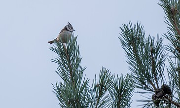 A charming bird enjoying the peaceful surroundings atop a pine tree, captured in a serene outdoor setting. A small bird perched on the pine needles of a tall tree against a light blue sky background.