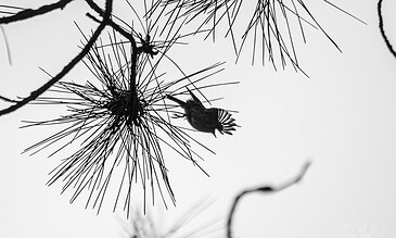 A stunning black and white image of a bird nestled among pine tree branches, highlighting the intricate details of natural wildlife and its environment. A black and white photo of a bird perched on pine tree branches with spiky pine needles, capturing a moment of nature's beauty and serenity.