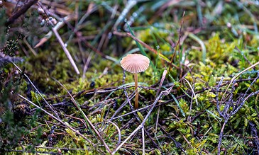 A small mushroom emerges from the mossy forest floor surrounded by grass and twigs, highlighting the delicate and intricate details of nature's micro-world. Tiny mushroom growing amidst moss and grass in a natural forest floor setting, capturing the beauty of woodland fungi and vibrant greenery.
