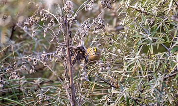 A charming bird perched secretly within dense foliage, showcasing vibrant colors amid a wild environment. A small bird with a yellow patch on its head nestled among dry branches and green leaves in natural habitat.