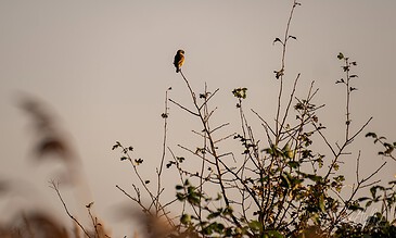 Elegant bird sitting on a tall branch of a sparse tree, captured during sunset with warm lighting. Small bird perched on a leafless tree branch during golden hour, with a soft sky background.