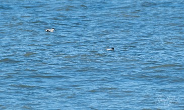Beautiful outdoor scene of two ducks peacefully floating on the tranquil blue water surface, showcasing nature's calmness. Two ducks swimming on calm blue water with gentle ripples, captured in a serene outdoor environment.