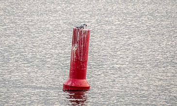Bird on a red buoy in peaceful water, showcasing serene seascape moments. A bird perched on a weathered red post in calm water, capturing a moment of tranquility and nature's beauty.