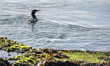 Tranquil scene of a cormorant bird swimming in the ocean with rocks covered in green and brown algae in the foreground. A cormorant bird swimming in calm ocean waters near a rocky, algae-covered shoreline during daylight.