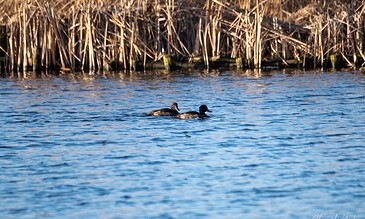 Serene scene of two female crested ducks gliding on a tranquil lake with tall reeds in the background, capturing a peaceful moment in nature. Two female crested ducks swimming near reeds on a calm blue water surface during daylight.