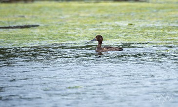 Serene image of a tufted duck gliding across a pond surrounded by lush greenery and floating green algae on the water’s surface. A tufted duck swimming in a pond with green algae and reeds in the background.