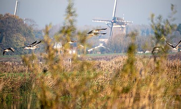 Beautiful landscape shot of a Dutch windmill with birds in flight over a calm river and lush greenery. Birds flying over a serene waterway with a traditional windmill in the background, capturing peaceful Dutch countryside moments.