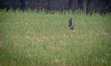 A stunning photo capturing a bird of prey soaring over a vibrant yellow flower field with a forest background. A majestic bird of prey flying over a lush green field with yellow flowers during daytime.