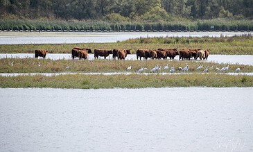 Beautiful wetland with Highland cattle grazing and white spoonbills, showcasing peaceful nature moments and wildlife in their natural habitat. Highland cattle and white spoonbills in a serene wetland landscape, capturing nature's harmony and biodiversity in a peaceful outdoor scene.