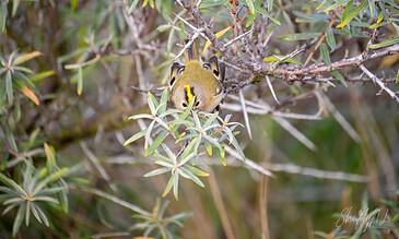 A tiny bird with yellow and black markings resting on a branch with green leaves, capturing a close-up of wildlife and nature. A small goldcrest perched on a leafy branch in a natural environment, showcasing detailed feathers and vibrant yellow markings amidst green foliage.