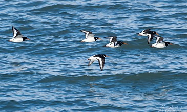 Enjoy stunning wildlife photography of oystercatchers gliding over the sea, capturing their natural behavior and striking appearance in a serene ocean setting. 7 oystercatchers flying just above the ocean waves, showcasing their black and white plumage and orange beaks in a vibrant coastal scene.