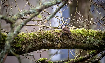 Stunning wildlife photograph of a crested tit resting on a lush, mossy tree branch amidst a serene woodland environment. A crested tit perched on a moss-covered tree branch with intricate twig details, captured in a natural forest setting.