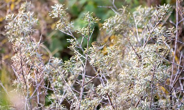 Close-up of a tiny bird sitting on a bush amidst dense leaves, showcasing wildlife photography. Bright small bird perched on bush with green and brown foliage, capturing nature's beauty and wildlife moments.