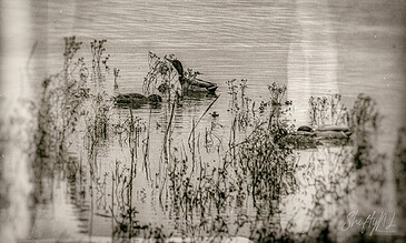 Tranquil ducks swimming in a calm lake with plants, captured in a nostalgic sepia tone for a timeless photo memory. A serene lake scene with ducks swimming among tall plants, captured in a vintage, sepia tone for an artistic and timeless photography experience.