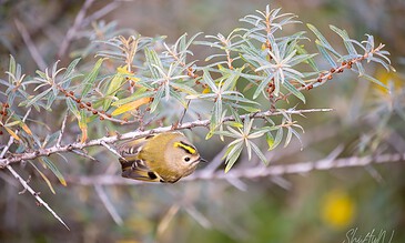 A close-up of a vibrant yellow bird with black eye stripes resting on a leafy branch, showcasing the beauty of wildlife photography. A small yellow bird with black markings perched on a branch with slender green leaves, capturing a delicate moment in nature.