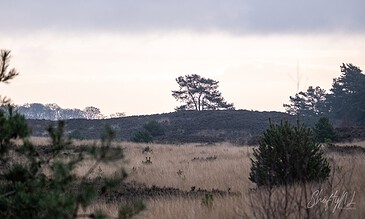 A tranquil natural scene with a solitary tree on a hill, surrounded by grassy terrain and distant trees, emphasizing outdoor landscape photography. A peaceful landscape capturing a lone tree atop rolling hills under a cloudy sky, showcasing natural beauty and serene outdoor moments.