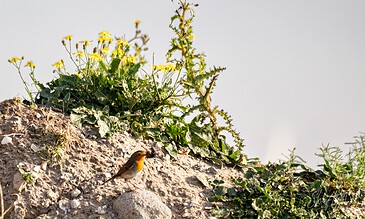 Stunning nature photography featuring a tiny bird on a rocky landscape with lush greenery and vibrant yellow flowers, showcasing outdoor beauty. A small bird perched on a rocky slope with green foliage and yellow flowers under a clear sky, capturing a serene natural moment.