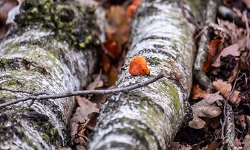 Close-up of a bright orange mushroom sprouting from a fallen tree surrounded by leaves and moss in a woodland environment. Orange mushroom growing on fallen tree in a forest setting.