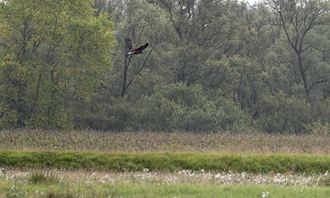 Stunning wildlife photograph of a bird soaring above a dense forest, highlighting nature’s beauty and wildlife flight. A raptor flying over a lush green forest in a peaceful natural setting, capturing wildlife moments.