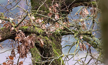 Close-up of a tiny marsh tit resting on a mossy tree branch surrounded by bare twigs and autumn leaves, capturing the beauty of nature. Small marsh tit perched on moss-covered tree branch amidst bare twigs and fallen leaves in a natural woodland setting.
