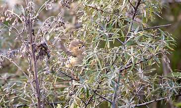 A tiny bird with beige feathers is nestled among green leaves and branches, creating a vibrant natural scene of wildlife in its habitat. A small bird perched within dense greenery and branches, showcasing detailed feathers and lively motion, captured in high-resolution nature photography.