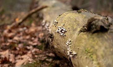A close-up of a fallen forest log with fungi, showcasing natural woodland beauty and intricate details of the decay process. A fallen tree log in the forest covered with small white and black fungi, surrounded by fallen leaves and natural woodland setting.