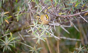 A close-up of a tiny bird with vibrant yellow and black stripe details on its head, resting on a bush with slender leaves, showcasing nature's beauty. Small bird with yellow and black markings perched among green foliage in natural habitat, capturing a moment of wildlife photography.