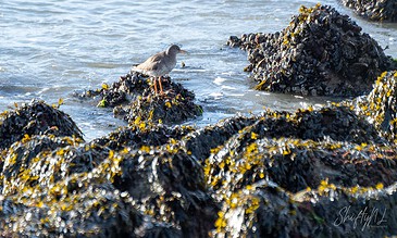 A solitary redshank stands on sea rocks adorned with seaweed by the water's edge, showcasing nature's tranquil beauty in a coastal setting. Vibrant redshank perched on sea rocks covered with seaweed and algae, capturing a serene moment by the shoreline during daylight.