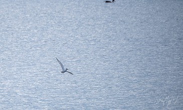 Stunning wildlife photography featuring a bird gliding over tranquil water, showcasing peaceful outdoor moments. Elegant bird soaring over calm blue water, capturing serenity and freedom in nature.