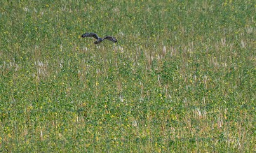 Stunning landscape photo of a bird flying over vibrant green field with yellow flowers, showcasing wildlife and outdoor scenery. A bird soaring above a lush green field during daytime, capturing a moment of nature's beauty.