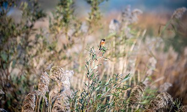 A tiny bird sitting on a green plant amidst tall dried grasses and lush foliage in a natural outdoor setting. A small bird perched on a tall plant amidst a field of dried grasses and greenery, captured in natural sunlight, showcasing a serene outdoor wildlife scene.