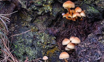 Close-up of mushrooms sprouting from rotting wood with green moss and bark details, highlighting forest fungi and natural decay processes. Mushrooms growing on a decayed tree trunk in a forest, showcasing natural fungi in their habitat for outdoor photography and nature exploration.