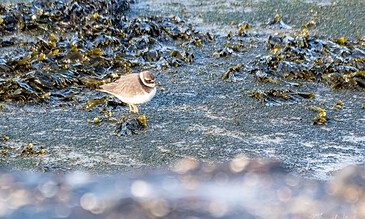 A charming bird amidst a natural coastal landscape featuring seaweed and wet mud during low tide. Small bird standing on a tidal mudflat covered with green algae and seaweed at sunrise or sunset.