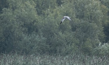 A tern flying over a dense green forest, highlighting nature and wildlife photography expertise with peaceful, natural scenery. Graceful tern soaring over a lush green forest, captured in a serene natural setting, showcasing wildlife photography skills and outdoor beauty.