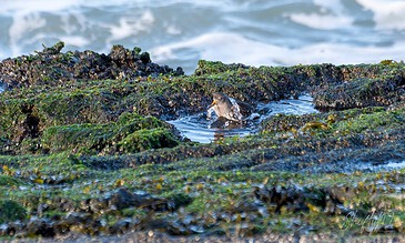 A small bird with a distinctive beak resting on a green algae-covered rock beside the ocean. Colorful shorebird perched on a moss-covered rock at the seaside during low tide, capturing a tranquil moment in nature.