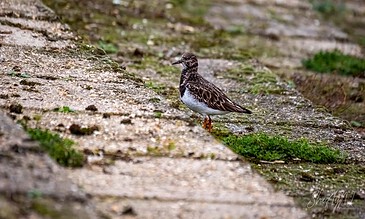 Capturing the delicate detail of a bird in its natural outdoor habitat, emphasizing nature photography. A small bird standing on a mossy, weathered stone surface with natural greenery in the background.