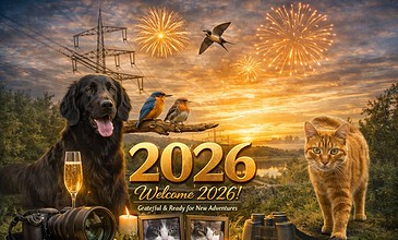 A joyful scene with fireworks, birds, a dog, and a cat, capturing outdoor exploration and festive moments to celebrate the arrival of 2026 with gratitude and excitement. Vibrant fireworks illuminate the sky at sunset with birds, a dog, a cat, and outdoor gear, symbolizing celebration and adventure for welcoming 2026.