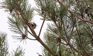 A charming scene of a small bird sitting on a pine tree branch, highlighting nature photography and wildlife moments. Small bird perched on pine tree branch with green needle-like leaves against a light sky background.